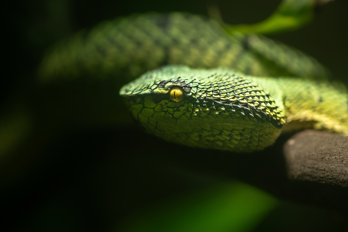 A close up on a temple viper's head.