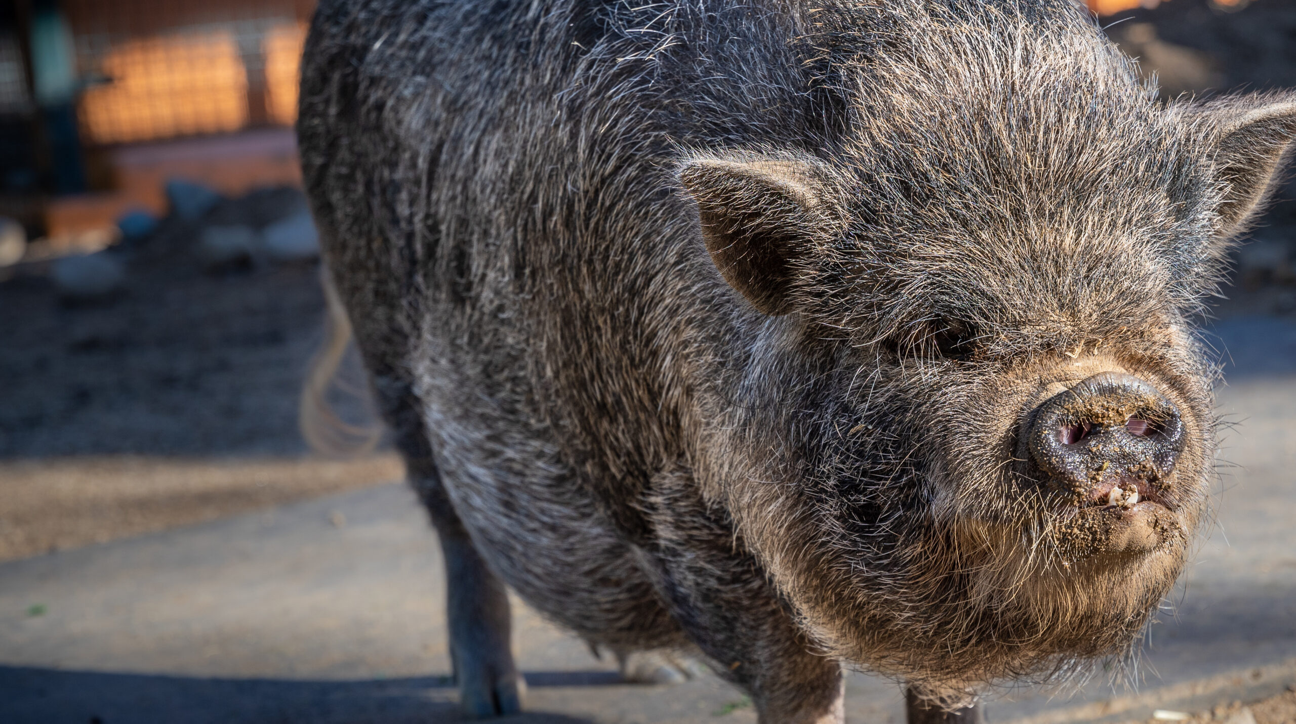 Vietnamese pot bellied pig Los Angeles Zoo and Botanical Gardens