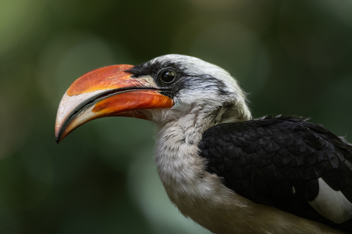 a close up of one of the Zoo's Von Der Deckens Horbills