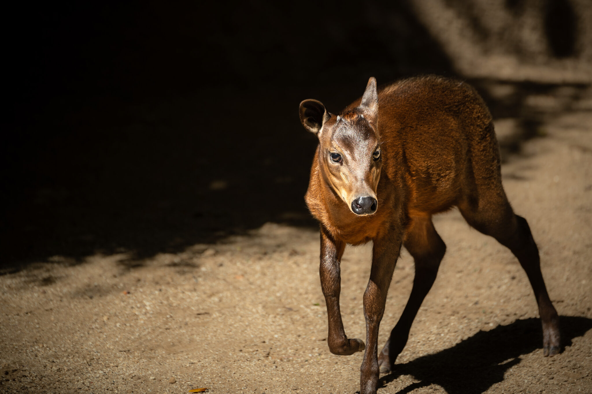 Marsof Duiker Black Duiker - Los Angeles Zoo and Botanical Gardens