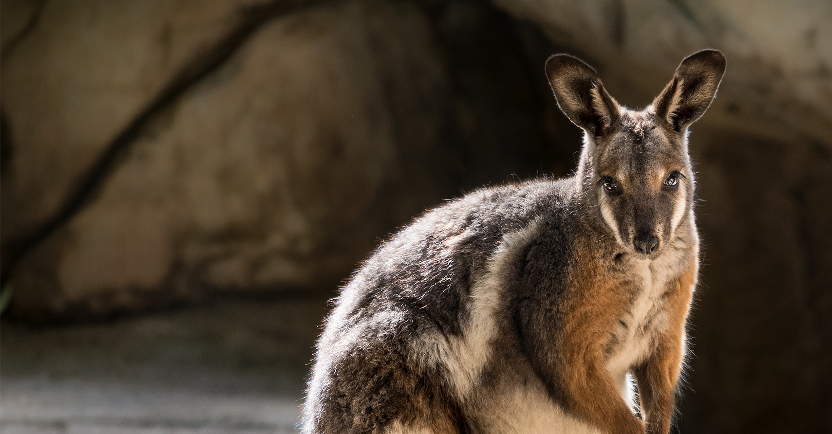 Meet The Shy Black-Flanked Rock-Wallaby