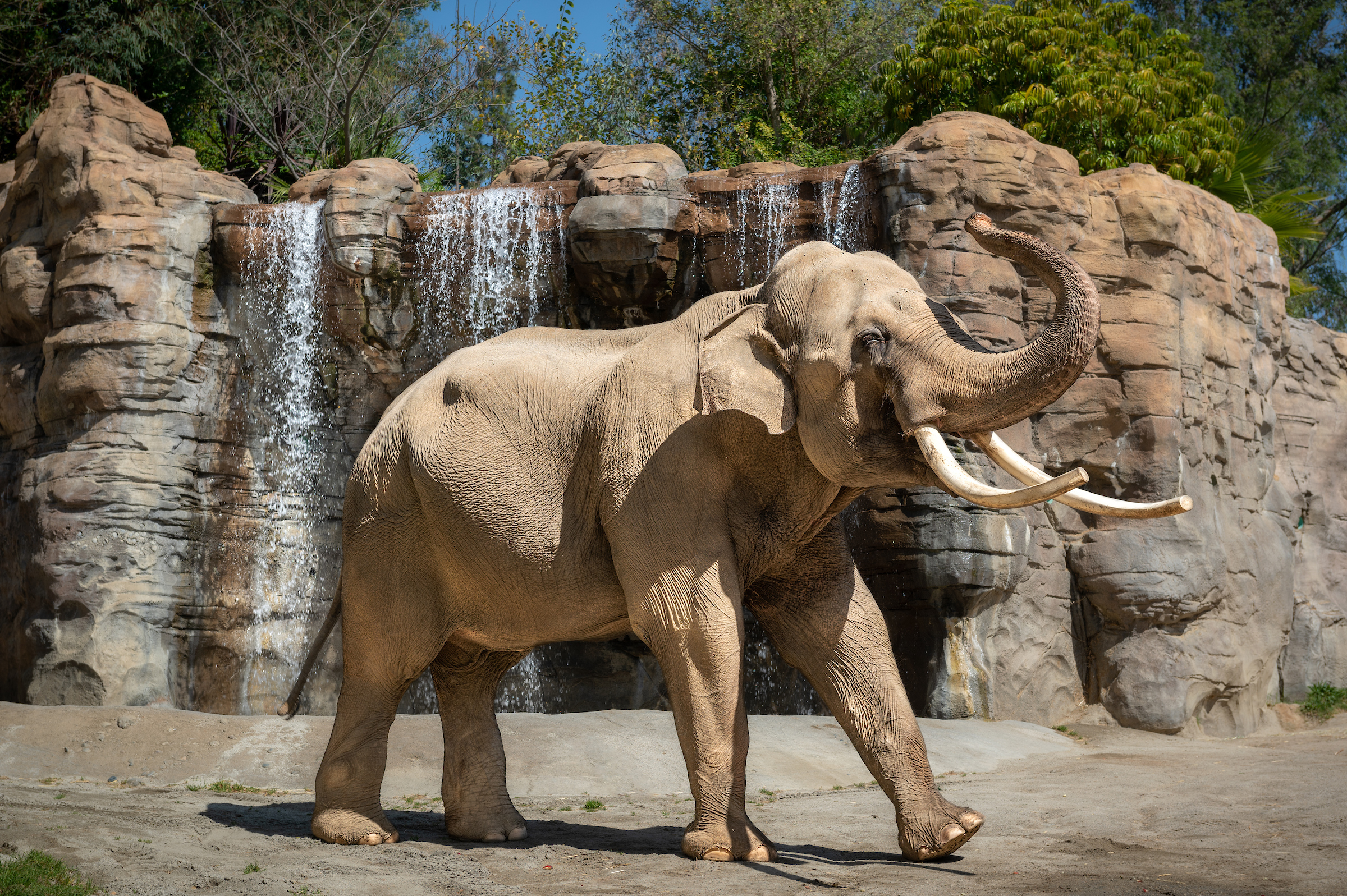 Elephants of Asia - Los Angeles Zoo and Botanical Gardens