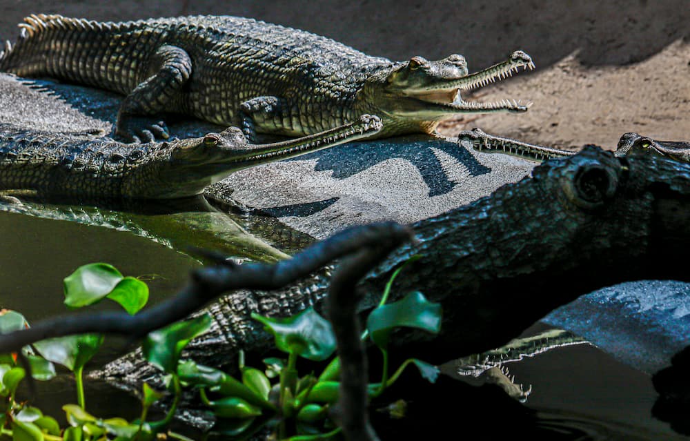 Two Indian gharials bask in the sun with the long, thin snouts open.