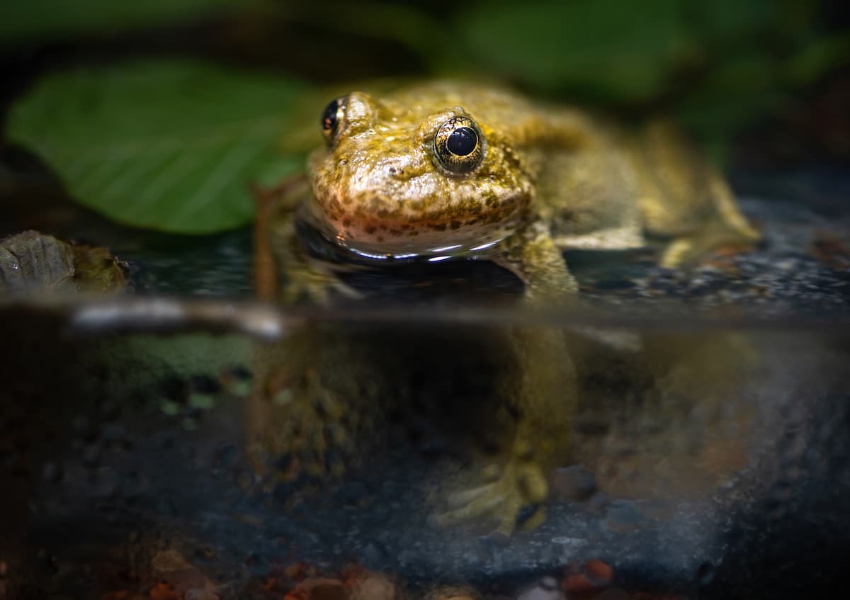 A frog with mottled greenish skin rests in a pond with its head above water and plants in the background