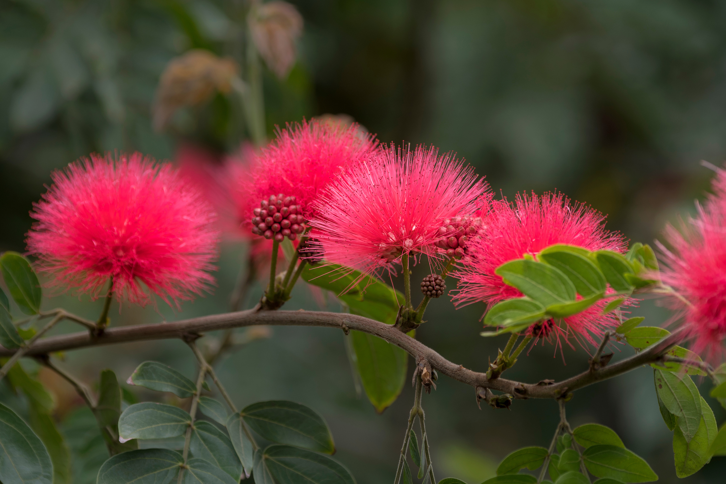 Closeup on four pink flowers that resemble powder puffs, in bloom on a Calliandra plant.