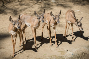 four young pronghorn fawns stand in a row facing the camera