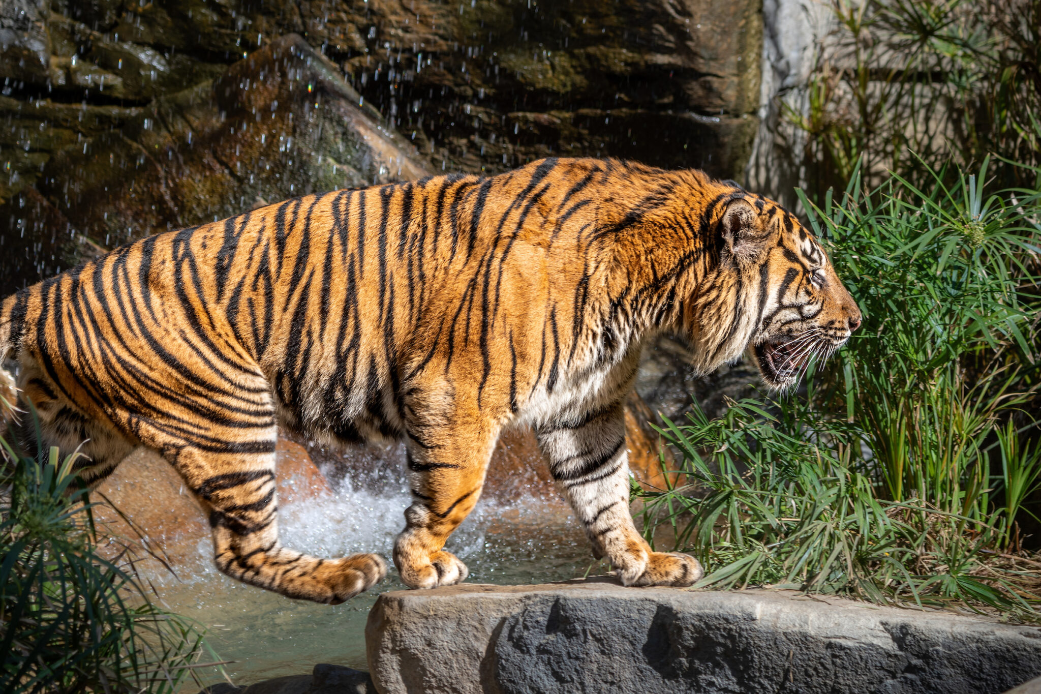 Tiger Male CJ Walking Waterfall