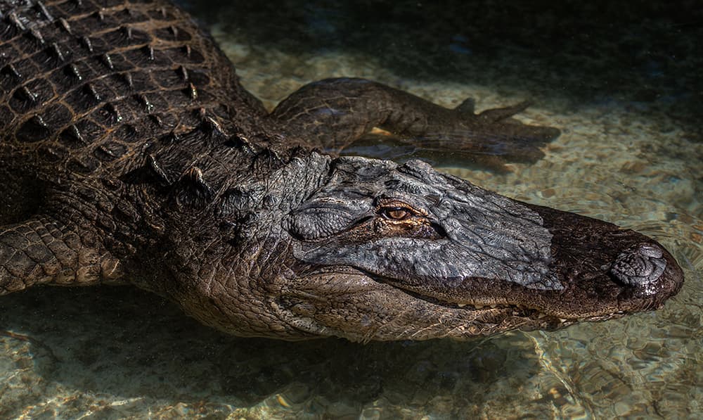 Reggie the alligator waits under water.