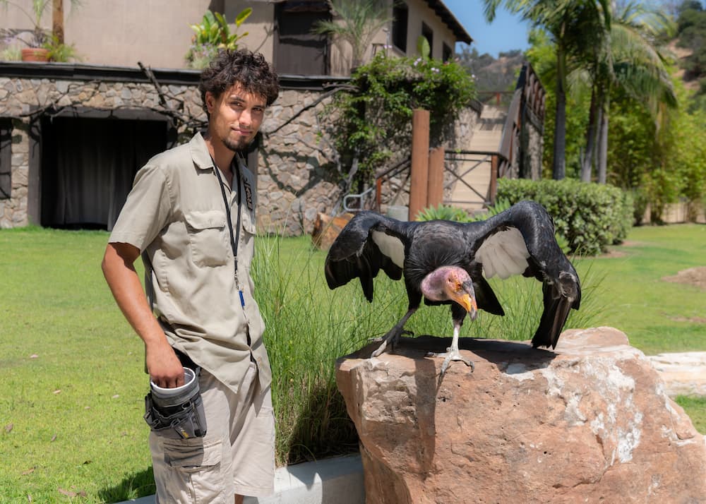 a young man stands next to a California condor as the bird spreads its wings over a boulder.