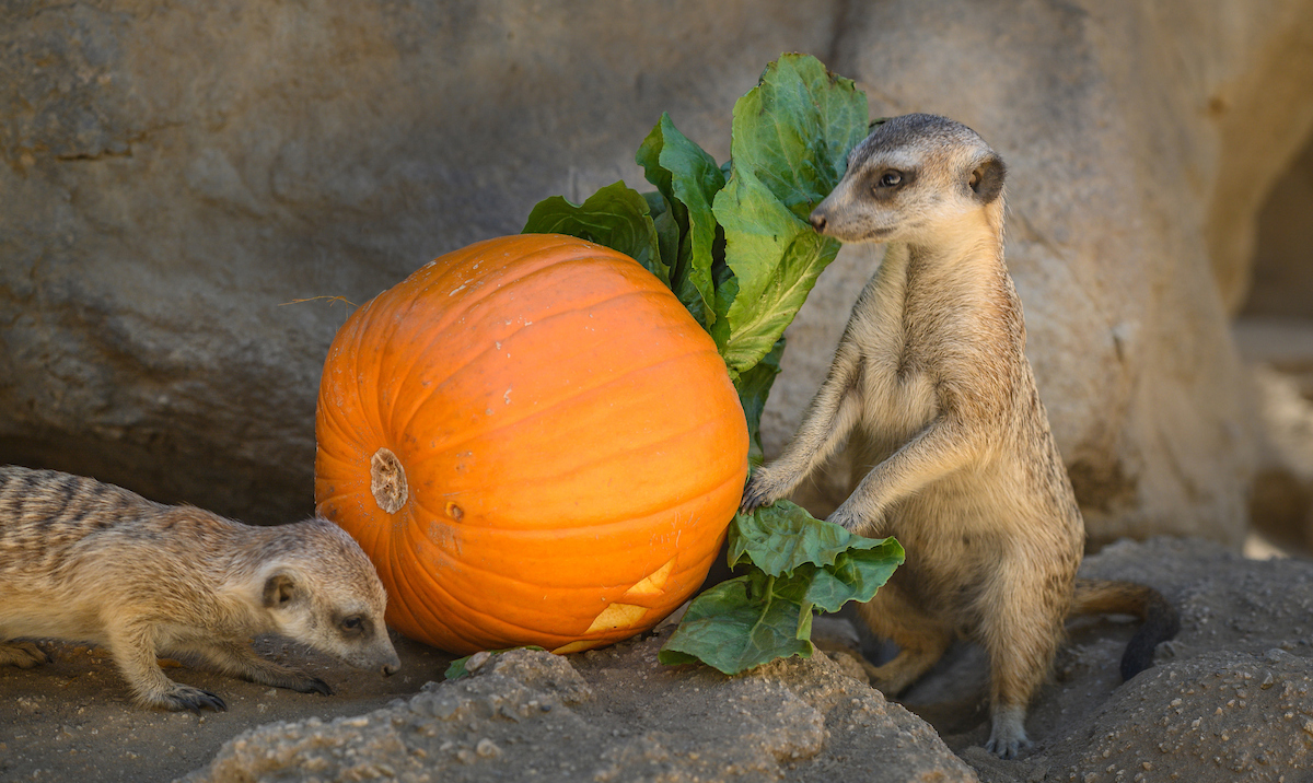 Two meerkats inspect a pumpkin
