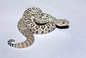 A pale, coiled snake with greyish diamonds looks sideways at the camera.
