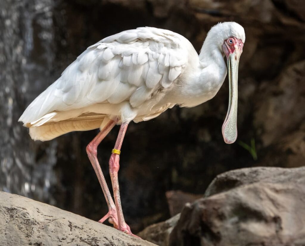 A white, long-beaked bird with pink legs moves deftly through the rocks of a waterfall.
