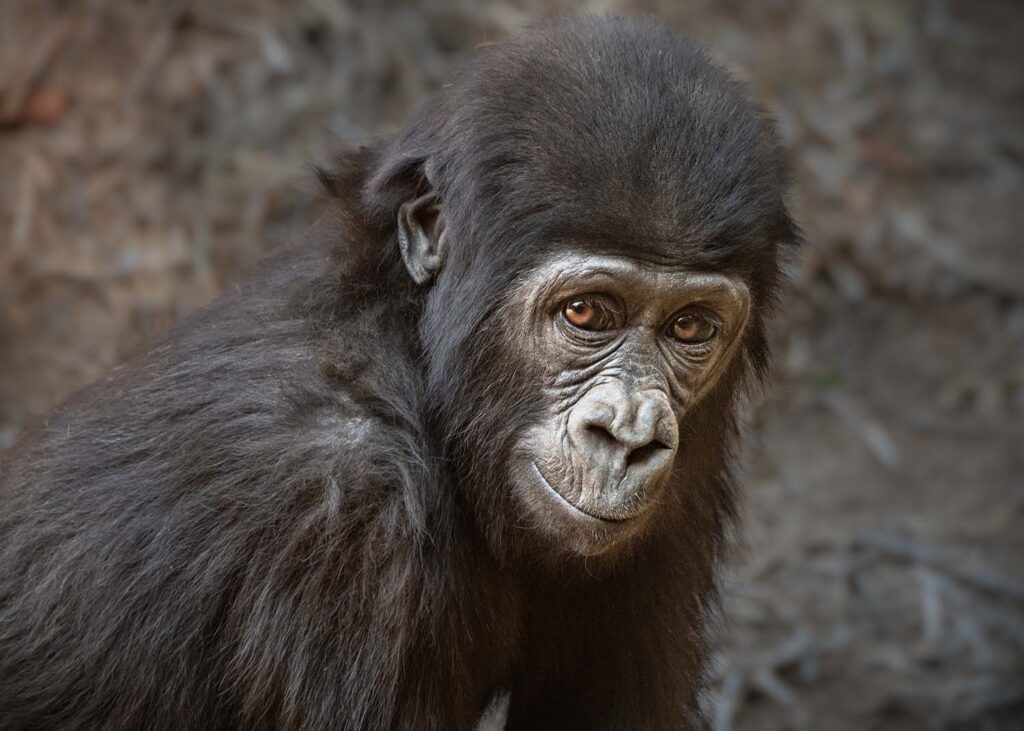 Western Lowland Gorilla - Los Angeles Zoo and Botanical Gardens