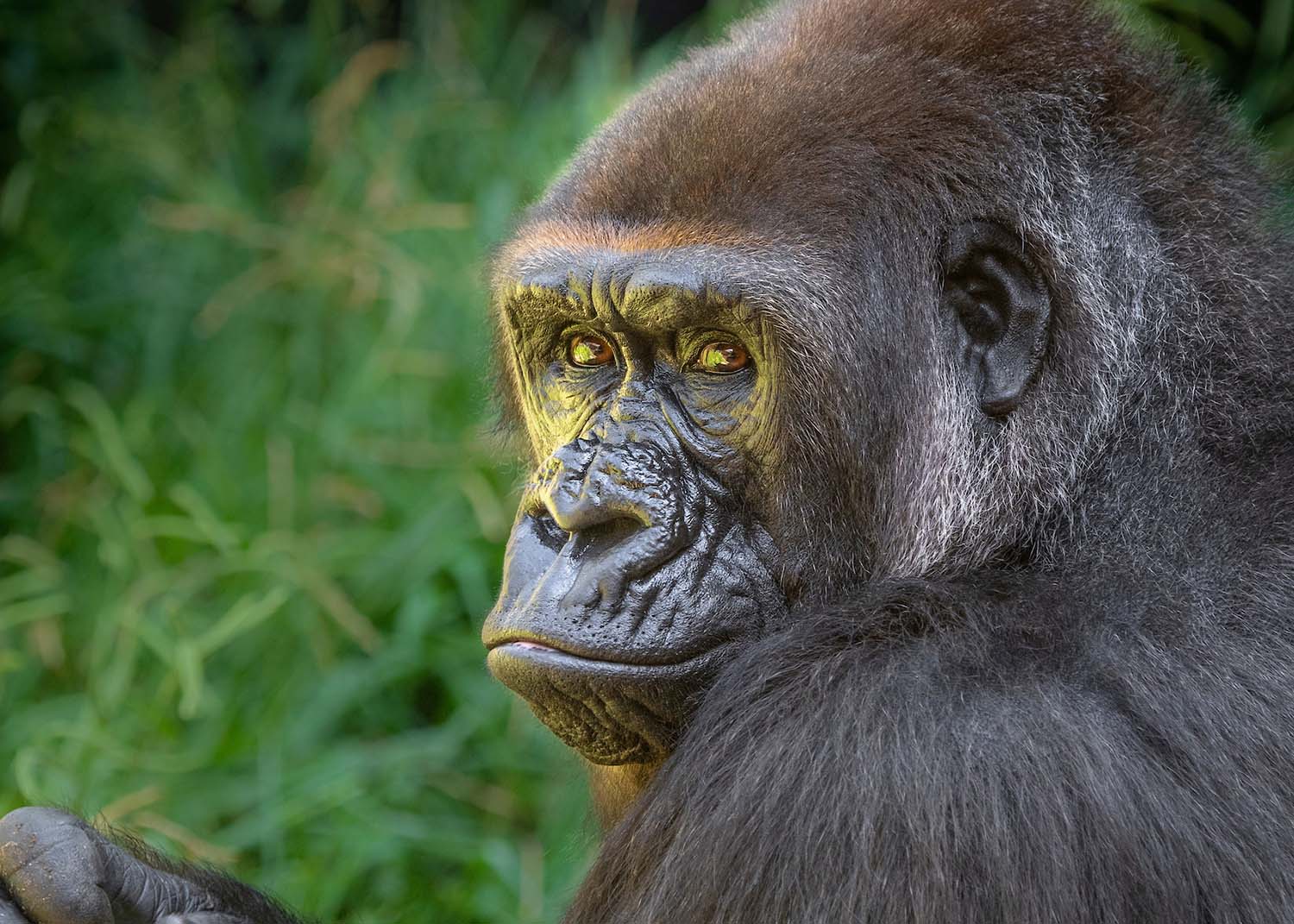 Gorilla Female Ndjia