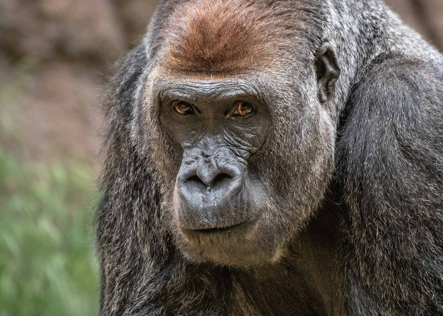 Gorilla Male Kelly Close Up Portrait