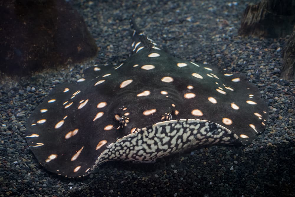 A black stingray with white dots floats above black pebbles.