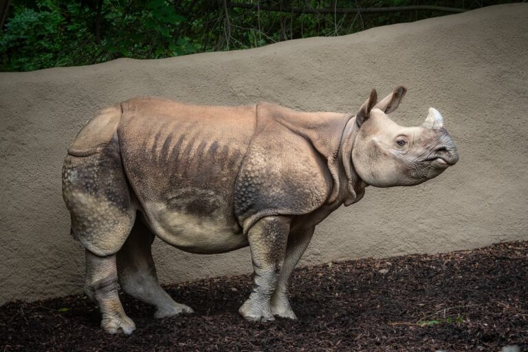 Greater One-Horned Rhinoceros - Los Angeles Zoo and Botanical Gardens