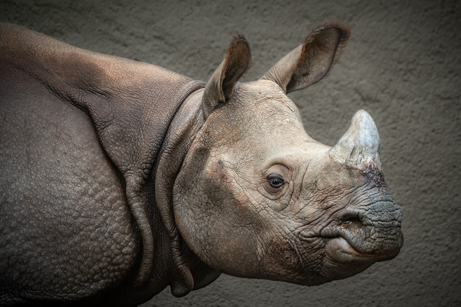 Greater One-Horned Rhinoceros - Los Angeles Zoo and Botanical Gardens