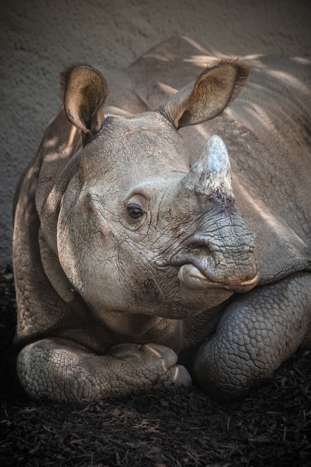 Rhino Greater One Horned Male