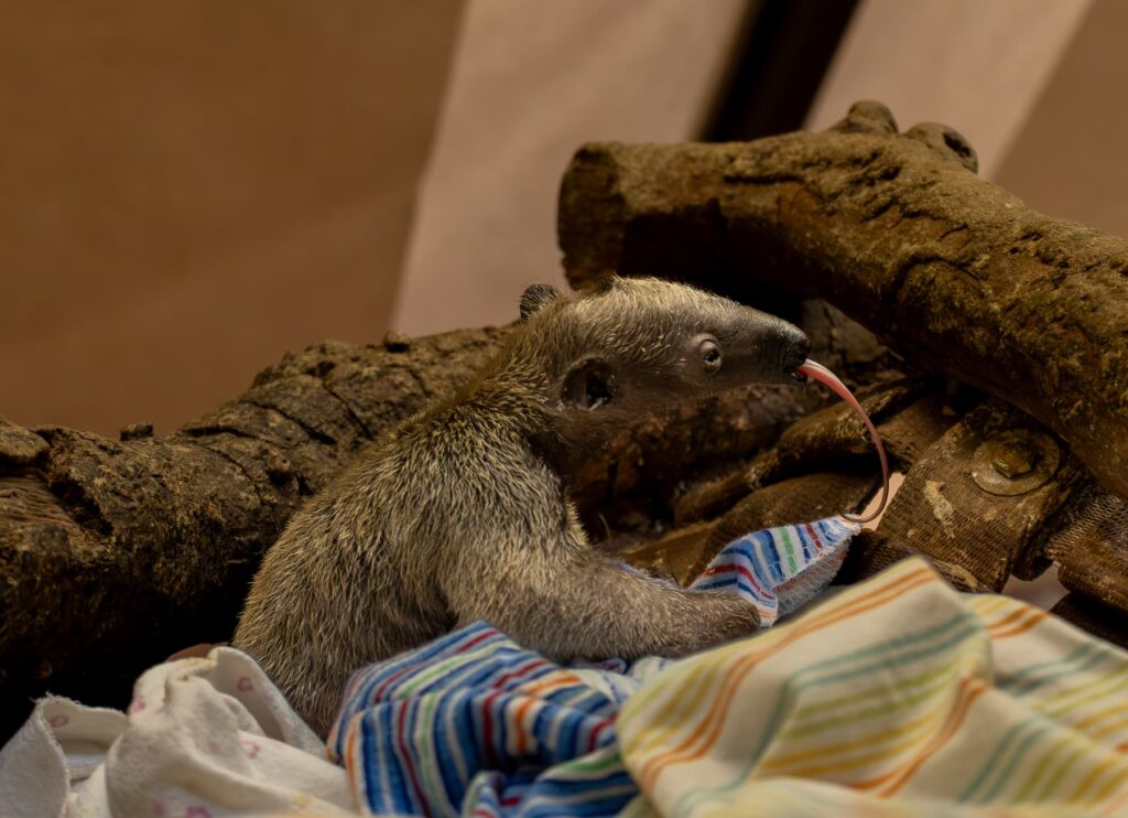 The first southern tamandua pup (Tamandua tetradactyla) successfully bred at the Zoo