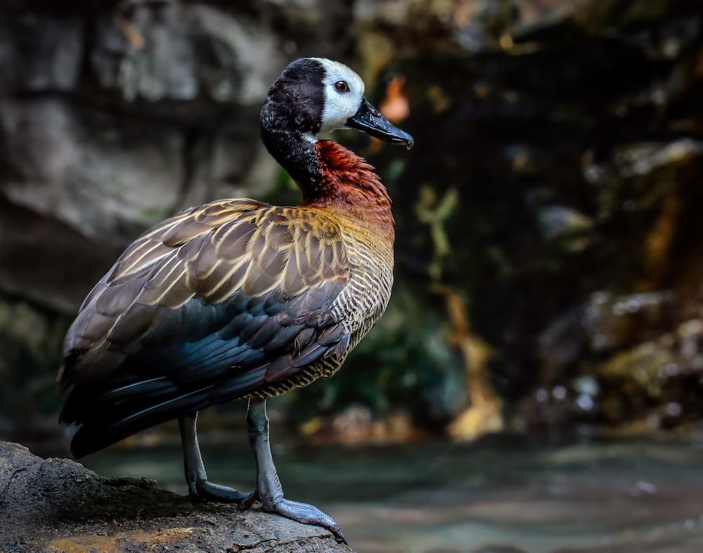 A very colorful duck stands in profile on a rock and surveys his pond.