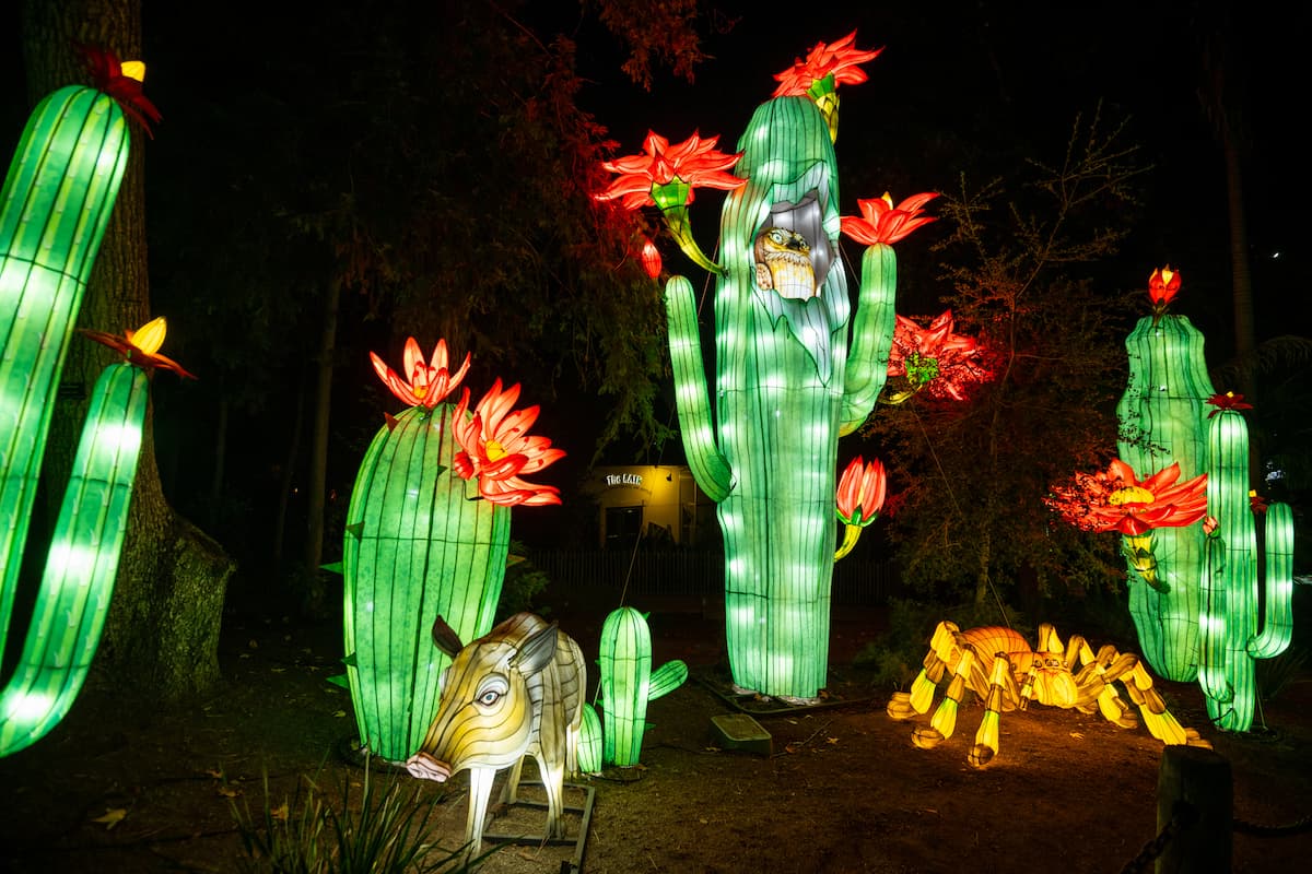 Cactus lanterns at L.A. Zoo Lights: Animals Aglow