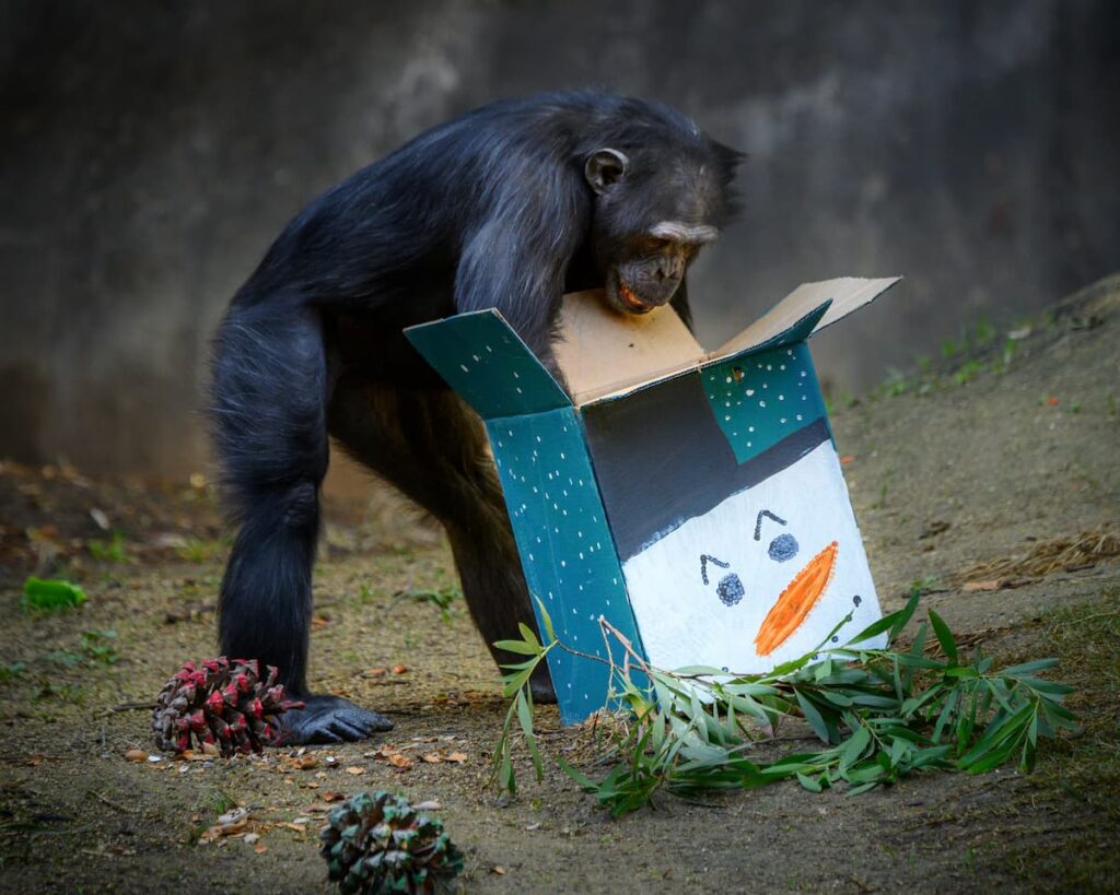 Chimp digging in an enrichment present box.
