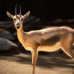 A Speke’s gazelle, with its fine legs, light fur, and delicate horns, appears to laugh at the camera.
