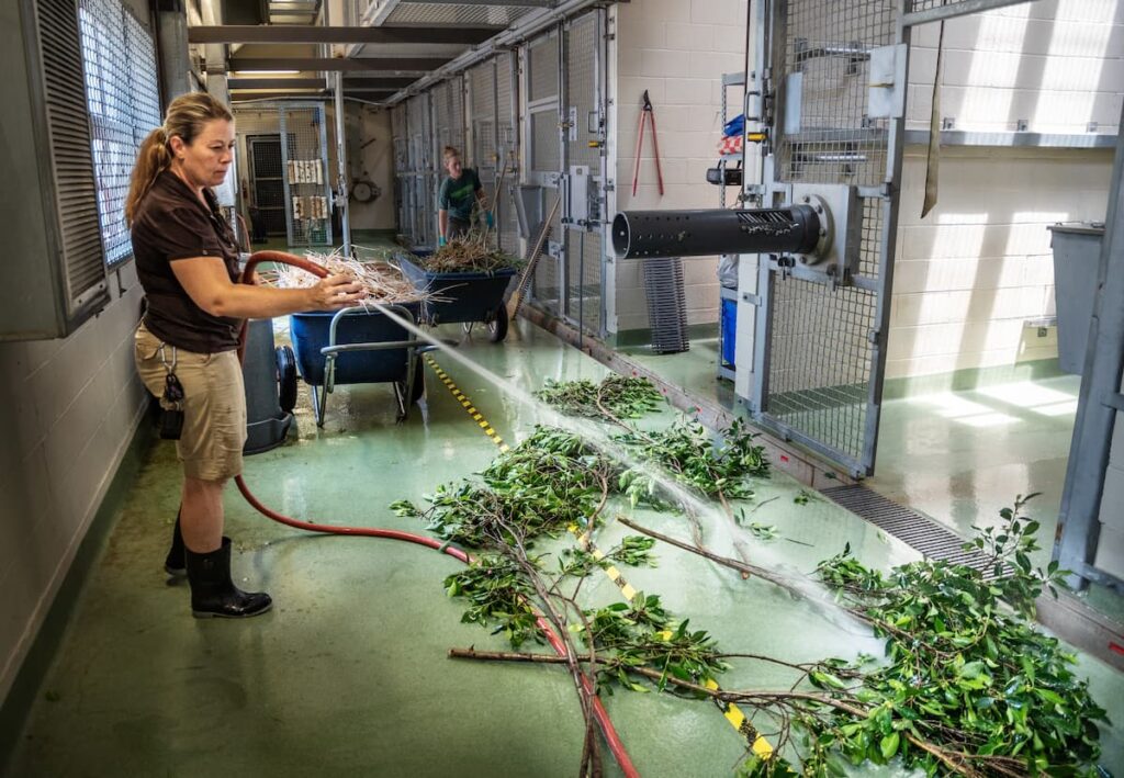 A keeper hoses down a collection of cut branches behind the scenes at the Zoo.