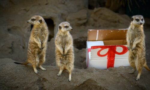 A meerkat family inspects a white box with a painted red ribbon.