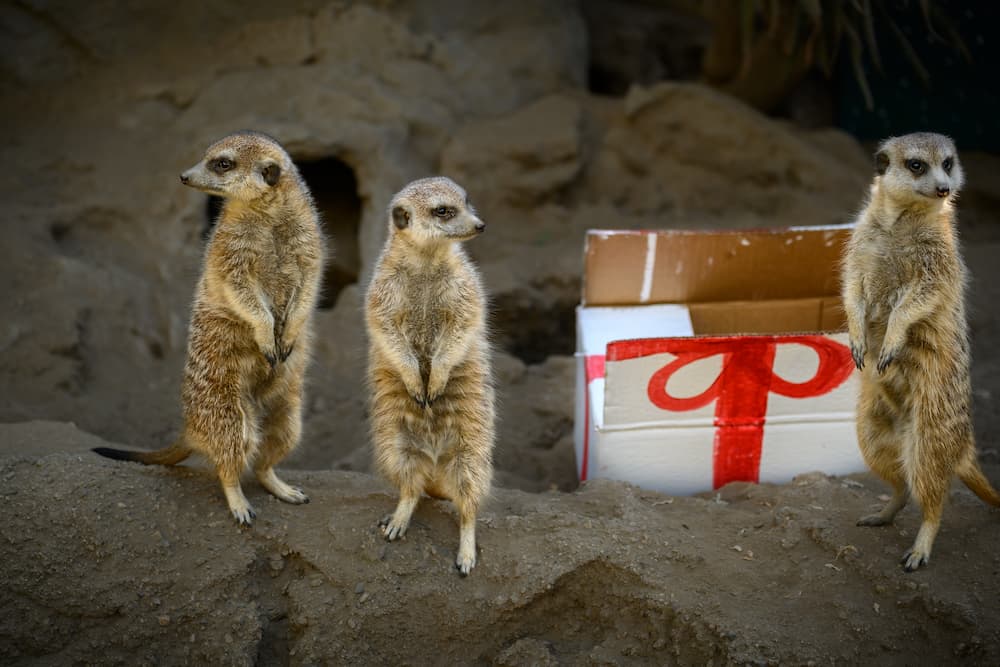 A meerkat family inspects a white box with a painted red ribbon.
