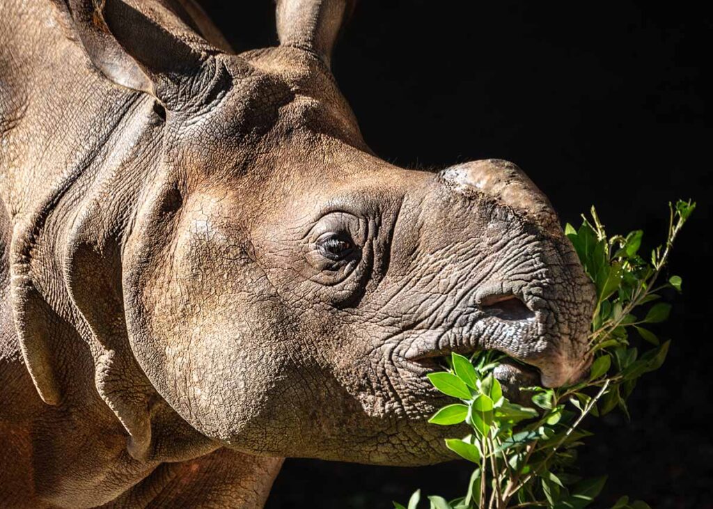 Juvenile rhino Marshall chomps on a thin branch.