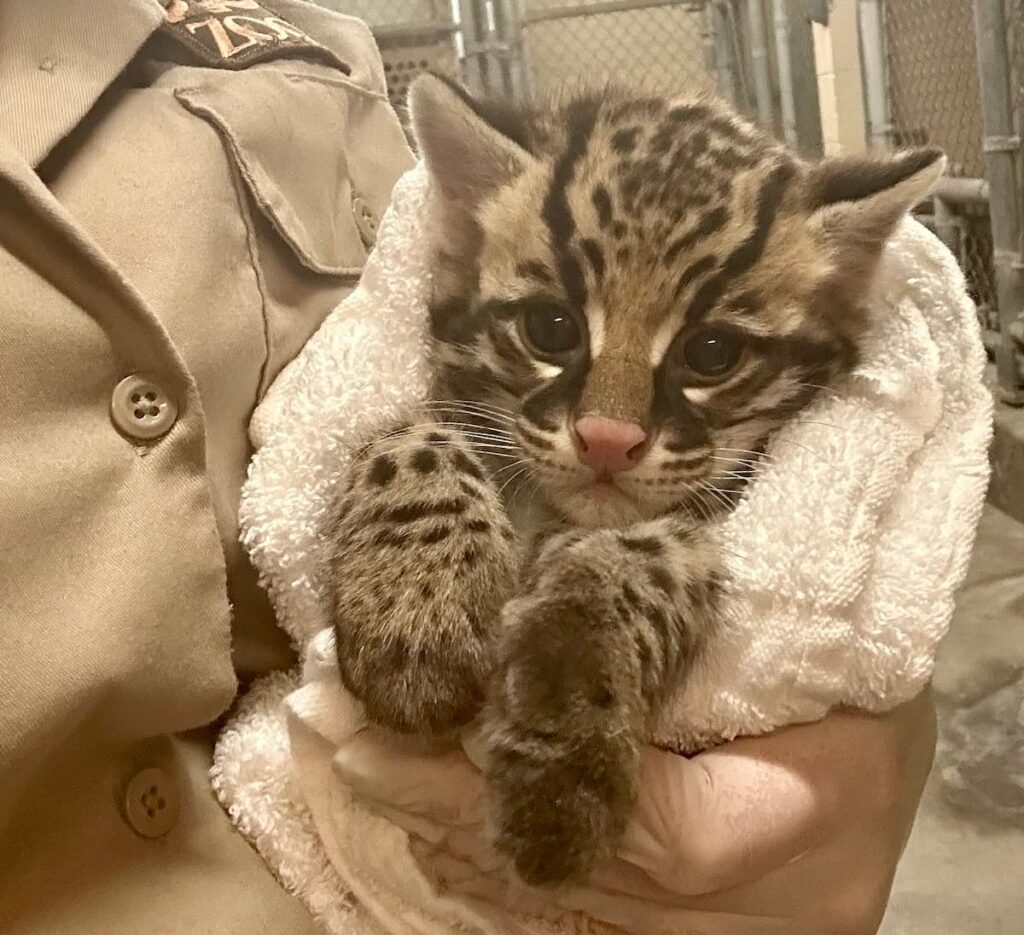 Ocelot kitten