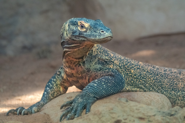 A young Komodo dragon stands in its sandy, rocky habitat at the L.A. Zoo. 