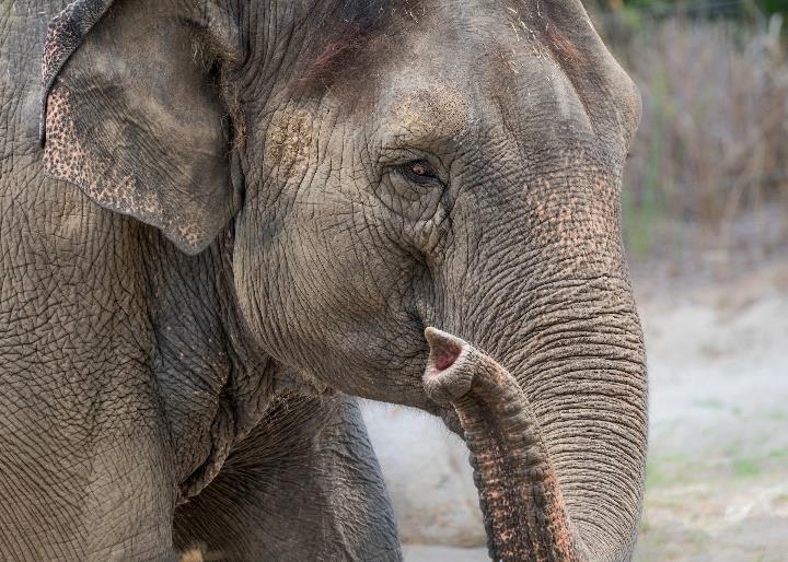 Close-up portrait of Asian elephant Shaunzi at the L.A. Zoo. 