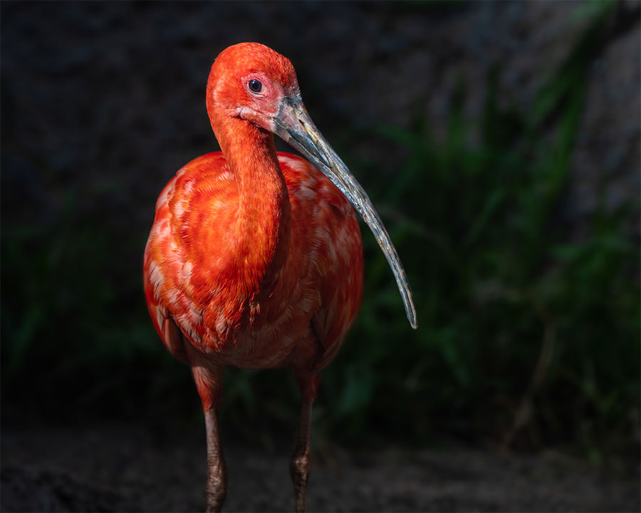 The Scarlet Ibis has a bright red wading with a long, grey beak.