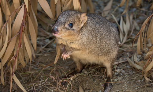 A small grey-brown bettong with a round body and pointy nose rests on its hind legs in dry brush.