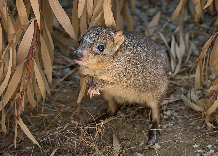 A small grey-brown bettong with a round body and pointy nose rests on its hind legs in dry brush.