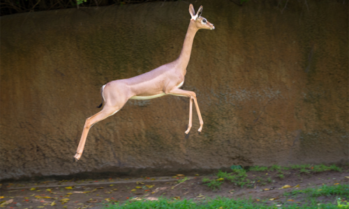 A Gerenuk Femal Jumps.