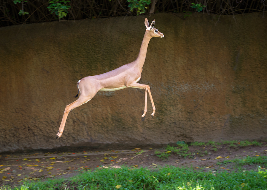 A Gerenuk Femal Jumps.