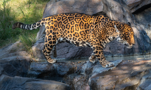 Kaloa the jaguar walks gracefully across some rocks near a pool.