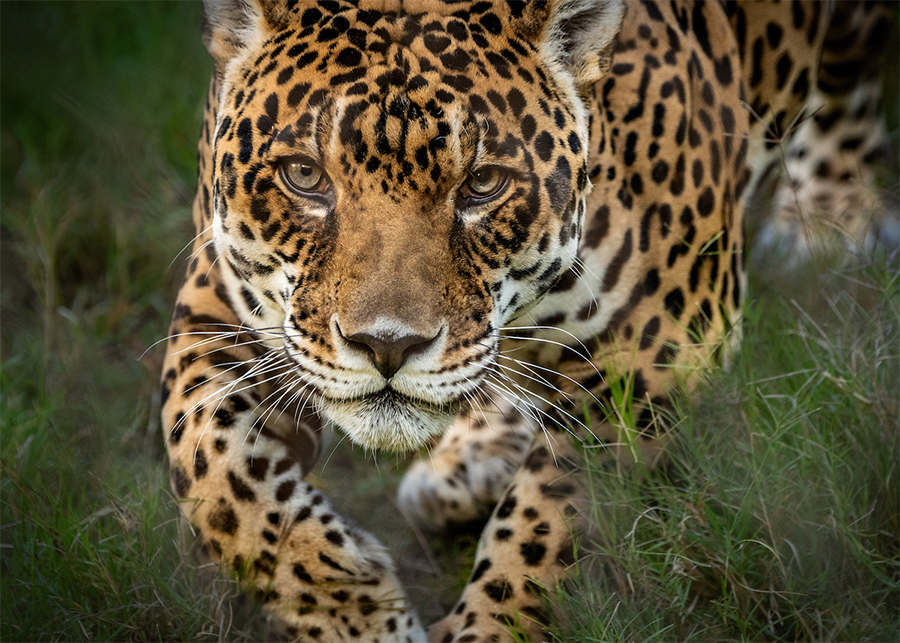 Kaloa the jaguar stalks through the grass toward the camera in close up.