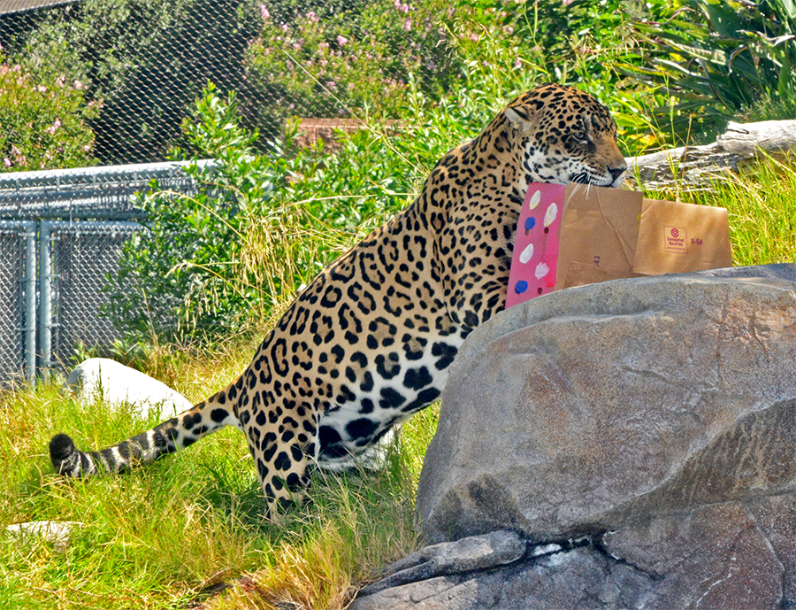 Kaloa the jaguar stretches toward a colorful pink box set high on a rock, exposing his smooth, white belly.
