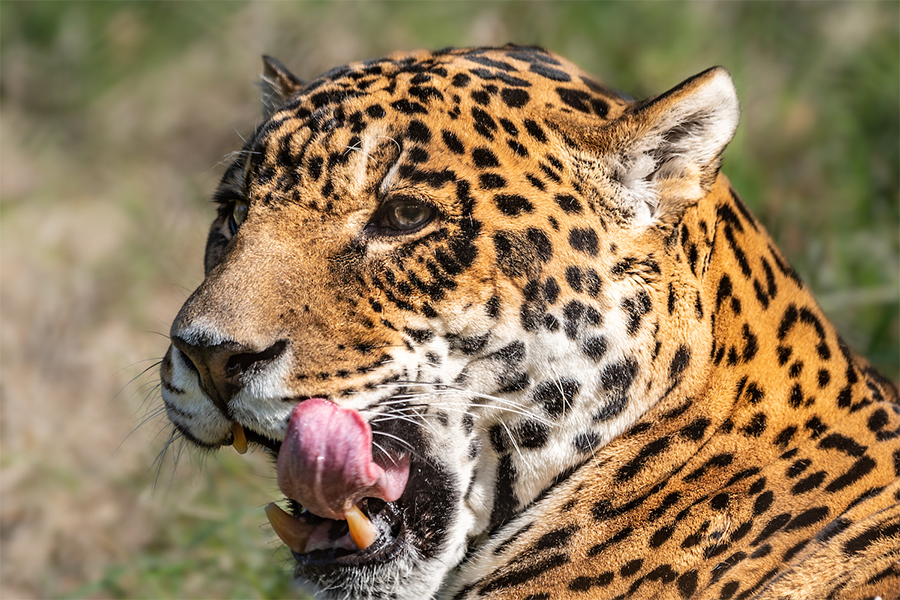 Kaloa the jaguar licks his chops and stares into the distance.