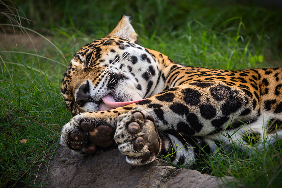 Kaloa the jaguar lies on his side and licks his feet, his mottled paw pads perched on a rock.