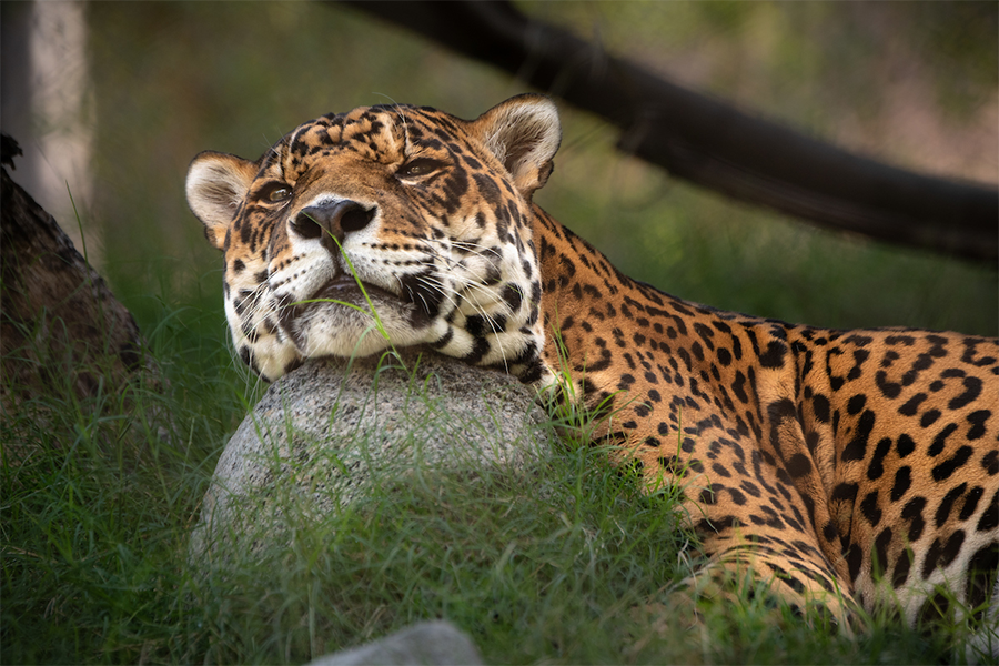 A resting Kaloa the jaguar rests his chin on a rounded rock in the grass, his pale eyes half closed.
