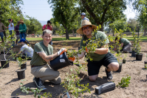 Community Conservationists plant trees at the Miyawaki Micro-forest in Griffith Park's Bette Davis Picnic Area.