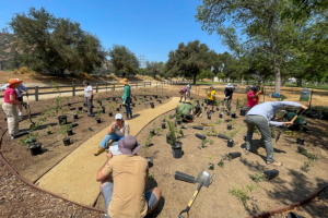 Installing native plant microforest at Griffith Park's Bette Davis Picnic Area