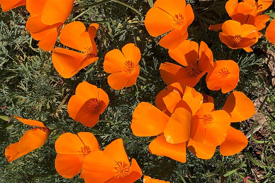California poppies growing wild in a native habitat at the Los Angeles Zoo.