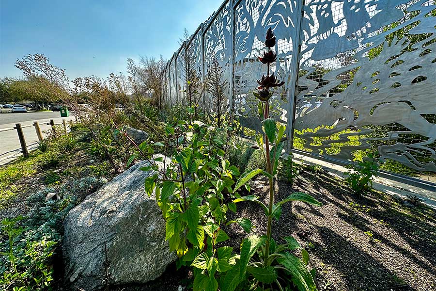 Native Habitat Garden at the Children's Discovery Center